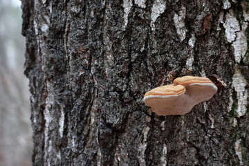 A Single Birch Polypore Mushroom Growing On White Bark. Detailed Texture Of The Parasitic Fungus And Tree.