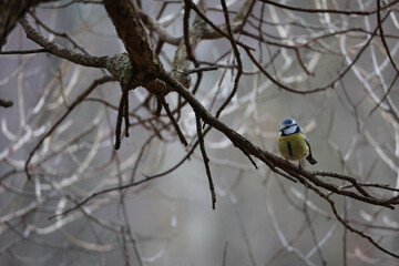 A Small Songbird With Yellow And Blue Plumage Sitting On A Twig. Wildlife Photography With A Blurred Natural Background.