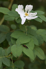 Close Up Of A Blooming Dog Rose Flower In The Garden. An Insect Is Resting On The Leaves Which Show Signs Of Pest Damage.