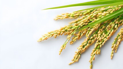 Naklejka premium Freshly harvested rice stalks showcasing mature golden grains and vibrant green leaves arranged elegantly on a plain white backdrop symbolizing agriculture and nourishment