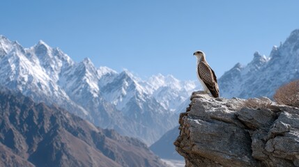Fototapeta premium A majestic eagle perched on a rocky ledge, overlooking snow-capped mountains under a clear blue sky.