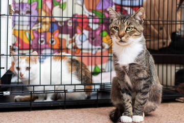 Feline positions in adoption shelter, Cats waiting patiently inside enclosure at shelter