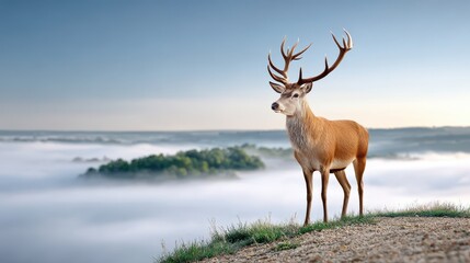 A majestic deer stands atop a hill, overlooking a misty landscape, embodying serenity and wilderness in a tranquil setting.