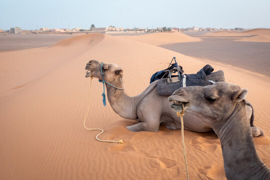 Two camels rest on the sand at the edge of Merzouga, with the village visible in the background under warm evening light. - Powered by Adobe