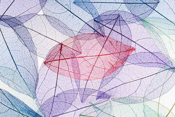 Transparent leaf skeletons on white background