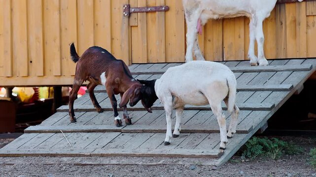 Two little goats are butting each other and playing on wooden ramp beside farm shed in daylight, taken handheld. High quality 4k footage