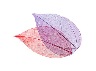Transparent leaf skeletons on white background