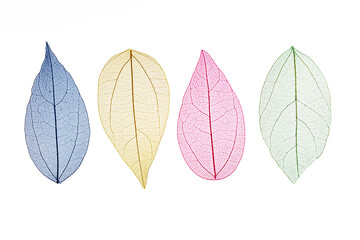 Transparent leaf skeletons on white background © Banu Sevim
