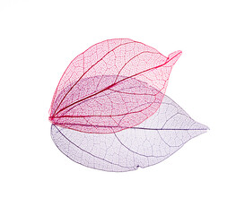 Transparent leaf skeletons on white background