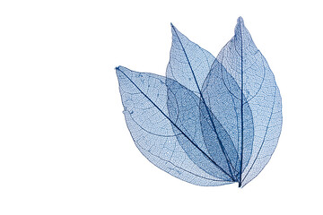 Transparent leaf skeletons on white background
