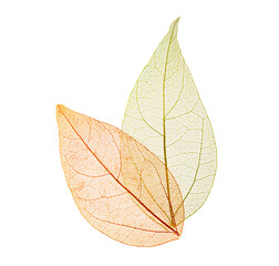 Transparent leaf skeletons on white background