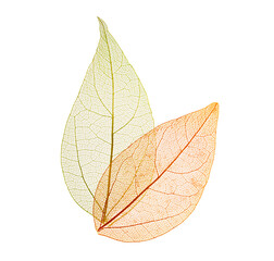 Transparent leaf skeletons on white background