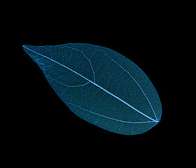 Transparent leaf skeletons on black background
