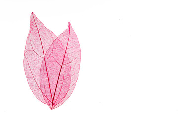Transparent leaf skeletons on white background