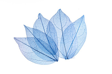 Transparent leaf skeletons on white background