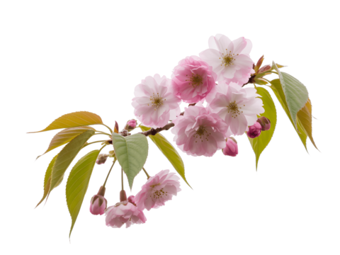 Delicate pink cherry blossom flowers and green leaves isolated on transparent background