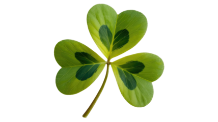 This image features a vibrant three-leaf clover, or shamrock, with distinctive light and dark green variegation on its leaves. background removed