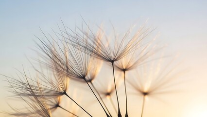 Close up macro photograph of delicate dandelion seed heads against a soft pastel gradient sky at sunrise or sunset showcasing intricate details and ethereal beauty