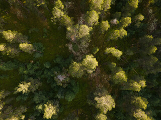 Aerial view of a dense forest canopy with vibrant green treetops contrasting sharply against the shadows below, Rondane, Innlandet, Norway.