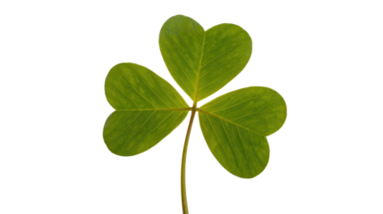 A vibrant green three-leaf clover, a classic symbol of good luck and St. Patrick's Day, isolated on a simple transparent background. background removed