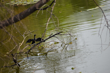 duck on the water