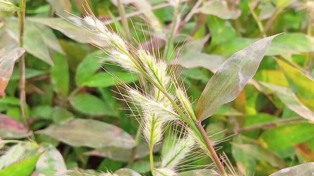 Bebesan grass (Oplismenus burmannii). A fodder weed containing nutrients such as protein, crude fiber, and carbohydrates. Traditionally associated with antimicrobial and therapeutic activities.