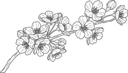 Delicate line drawing of a blooming cherry blossom branch