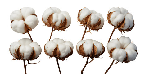 Eight fluffy cotton bolls on stems isolated on transparent background