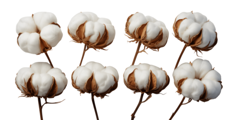 Eight fluffy cotton bolls on stems isolated on transparent background