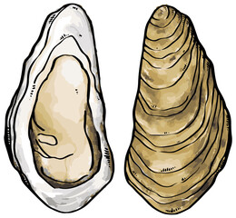 開いた牡蠣の手描きイラスト