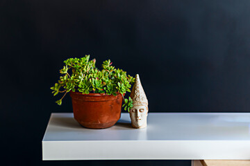 Pothos in a pot with a moss support, climbing elegantly with its heart-shaped leaves in different shades of green