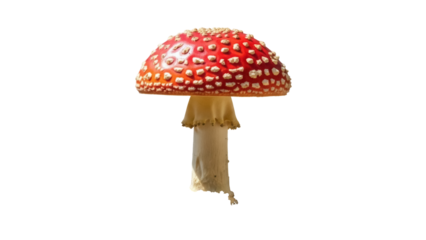 Amanita muscaria mushroom PNG isolated on transparent background, toadstool with red cap and white spots for nature and fantasy themes