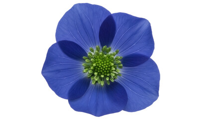 Vibrant blue flower PNG isolated on transparent background, captivating floral element with green...