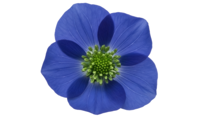 Vibrant blue flower PNG isolated on transparent background, captivating floral element with green center for design projects