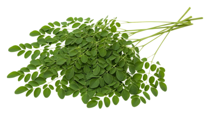 Fresh moringa leaves isolated on transparent background
