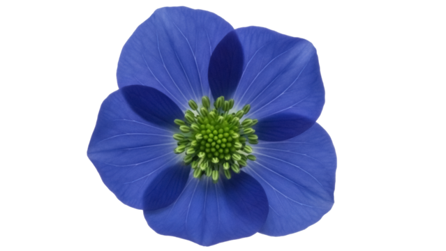 Vibrant blue flower PNG isolated on transparent background, captivating floral element with green center for design projects