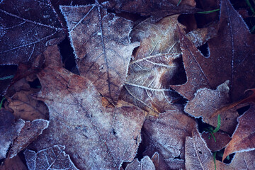 Background of tree leaves with frost detail in nature