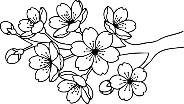 Decorative monochrome line illustration of sakura flowers branch.