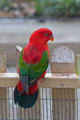 Vertical of a Chattering Lory, Lorius garrulus
