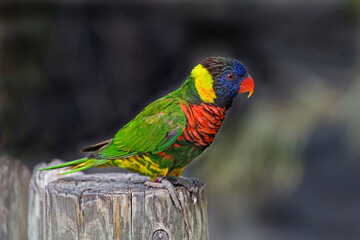 Rainbow Lorikeet, Trichoglossus moluccanus, perched
