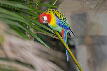 View of a Eastern Rosella, Platycercus eximius