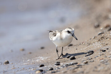 Juvenile sanderling Calidris alba shorebird wandering over wet sand left by receding waves on beach along the shore of Lake Ontario Canada horizontal orientation