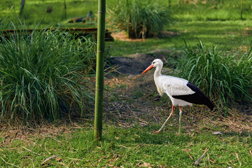Stork bird walking on grass with long red beak and slender legs in a wetland park setting, nature scene showing white plumage, reeds and shallow water during daylight.