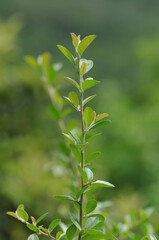 Fototapeta premium Pyracantha evergreen leaf with small oval blade forming dense foliage along thorny branches in Korean habitats