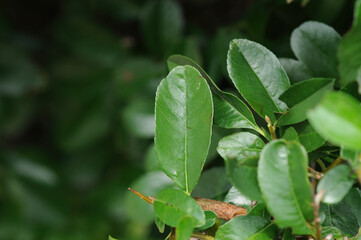 Obraz premium Pyracantha evergreen leaf with small oval blade forming dense foliage along thorny branches in Korean habitats