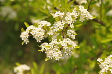 Obraz premium Pyracantha white spring flowers forming clustered blooms on thorny evergreen branches across Korean landscapes