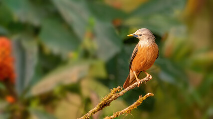 A beautiful and colorful bird Chestnut-tailed starling (Sturnia malabarica) perched on a tree in a blurred background. West Bengal, India