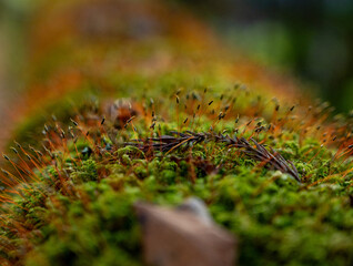Macro Shot of Moss with Sporophytes in Forest
