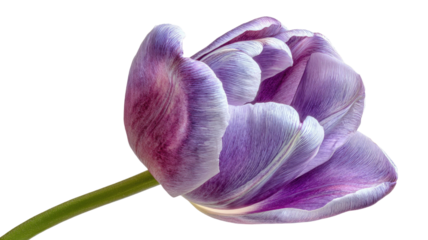 Single lilac tulip with delicate petals and natural botanical detail displayed clearly in focus on white background
