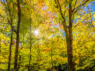 Fall color in the trees in the Blue Ridge Mountains in north Georgia